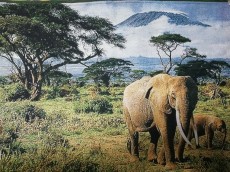 слон в саванне